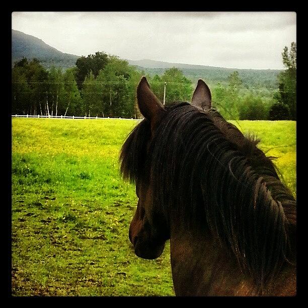 Horse Photograph - Just Enjoying The Scenery by Arminda Mota