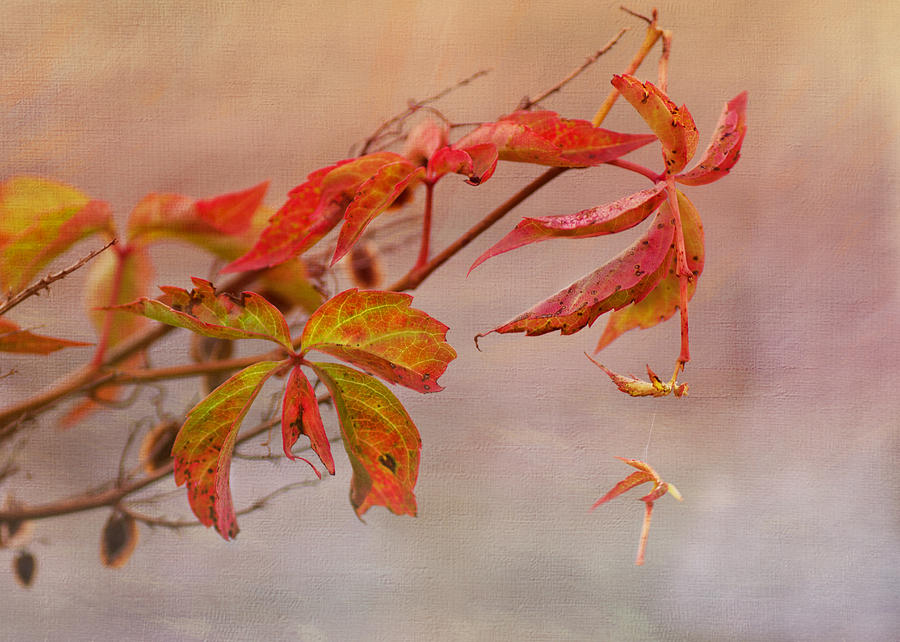 Autumn Leaves Photograph - Just Fall by Sue Capuano
