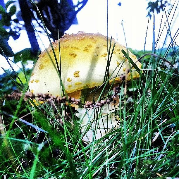Just Found The Biggest Mushroom Out! Photograph by David Williams