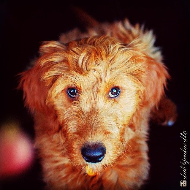 Doodle Photograph - just Give Me The Treat Already. 😳 by Dublyn Slobodnik