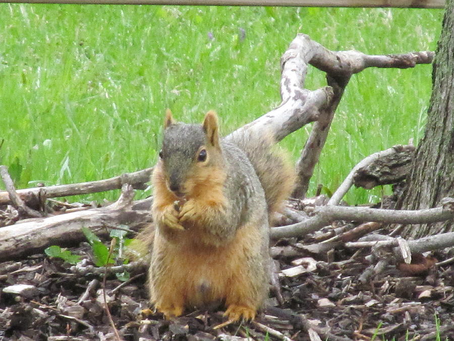 Squirrel Photograph - Just Got an Acorn by Tina M Wenger