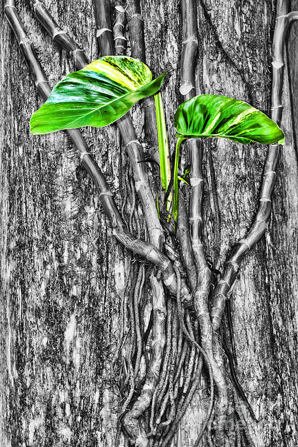 Just Green 1 By Diana Sainz Photograph by Diana Raquel Sainz