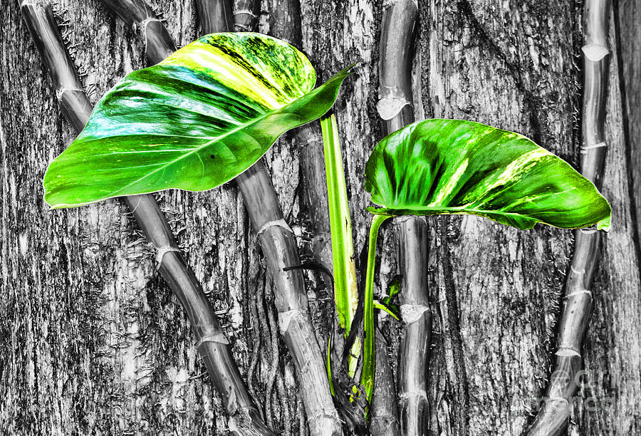 Just Green 2 by Diana Sainz Photograph by Diana Raquel Sainz