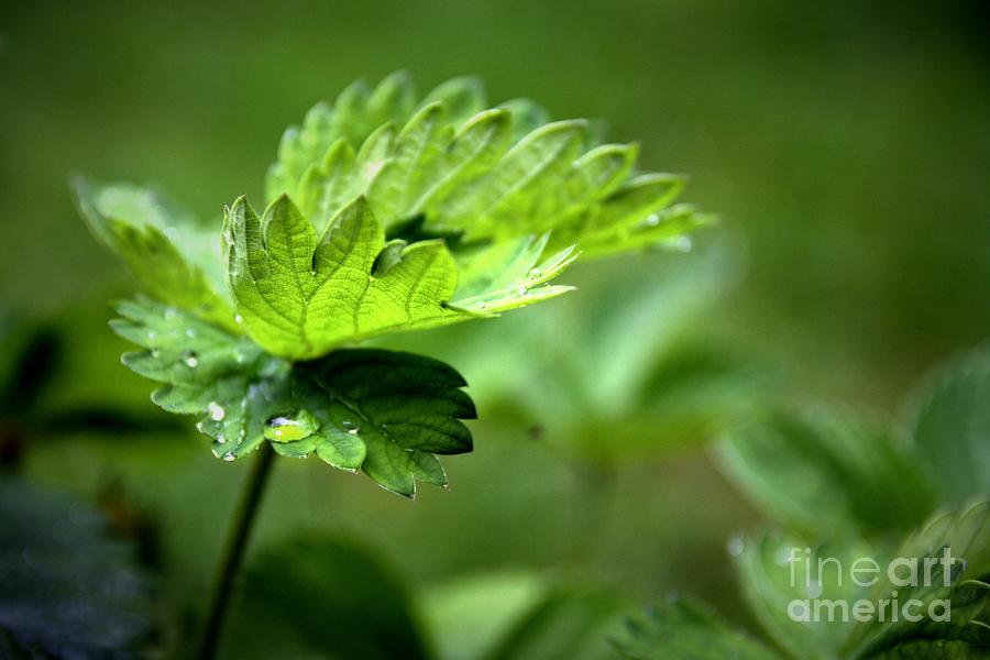 Just Green Photograph by Jeremy Hayden