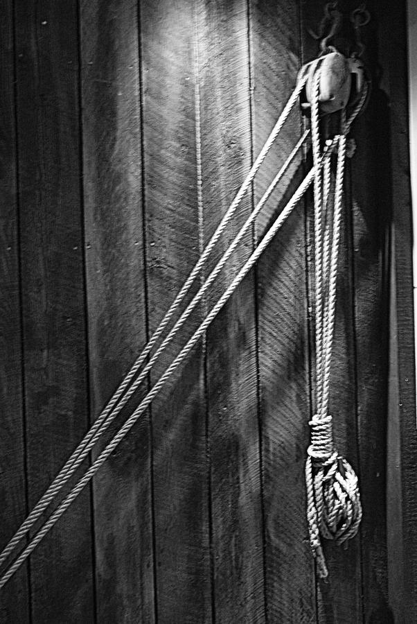 Just Hangin Around - bw Photograph by Marilyn Wilson