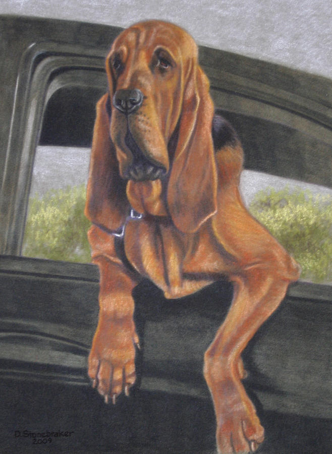 Dog Drawing - Just Hangin Out by Debbie Stonebraker