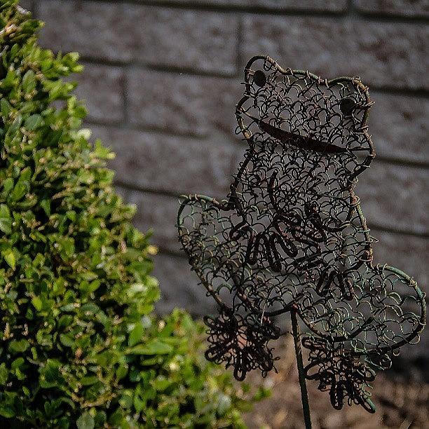 Summer Photograph - Just Hangin #summer #garden #frog by Chad Schwartzenberger