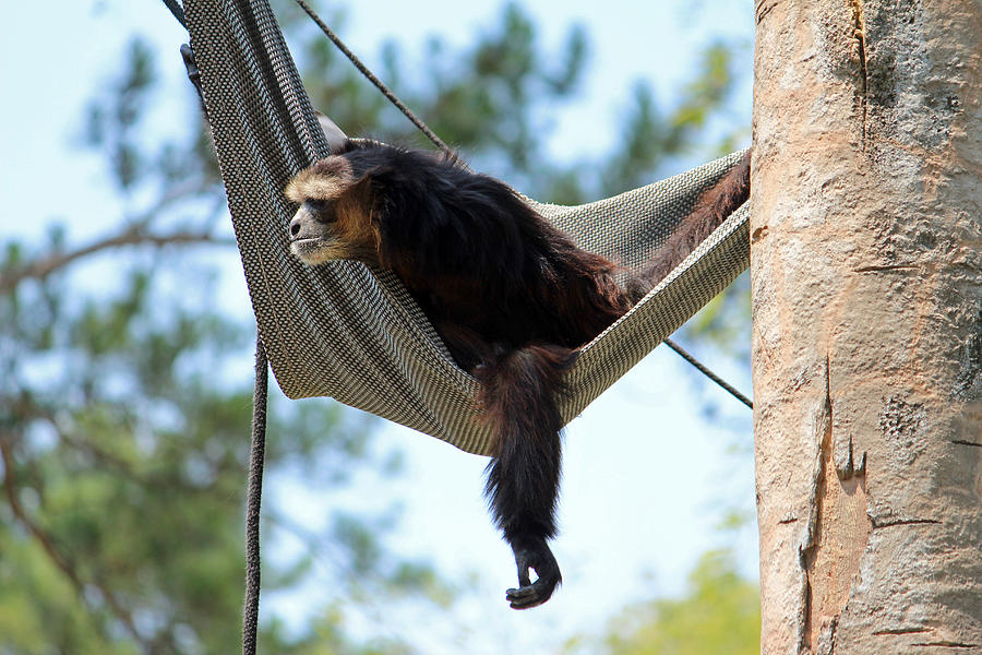 Just Hanging Around Photograph by Cynthia Guinn