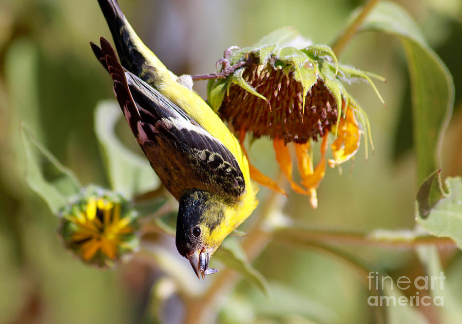 Finch Photograph - Just Hanging in Colorado by Janice Pariza