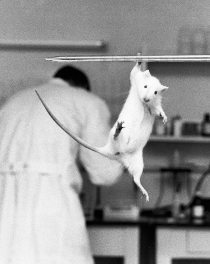 Black And White Photograph - Just Hanging Lab Rat by Underwood Archives