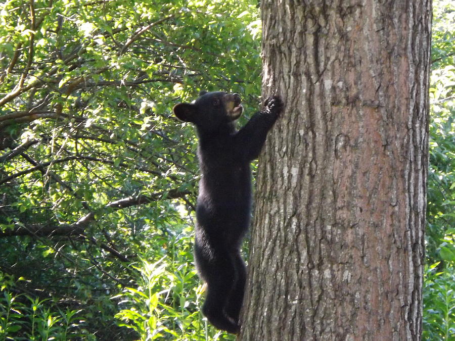 Just Hanging On With His Two Front Paws Photograph by Cheryl King ...