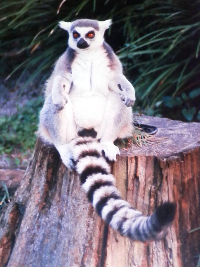 Handsome Lemur Just Hanging Out Photograph by Belinda Lee