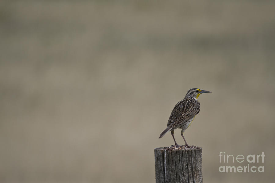 Western Meadowlark On A Fence Post Photograph by Steve Triplett