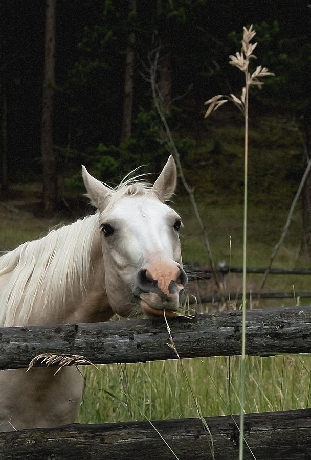 Horse Photograph - Just Havin A Little Chew Thats All by Theresa Tahara