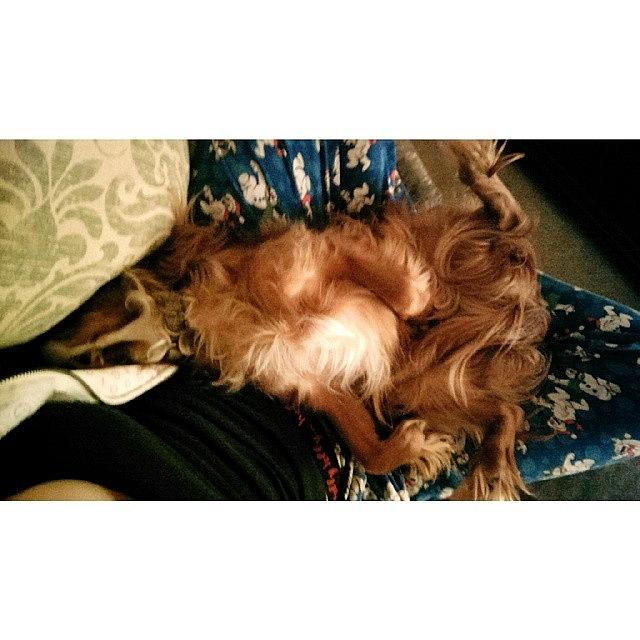 Bastian Photograph - Just How My Dog Sleeps On Me... No by Alyssa Adams
