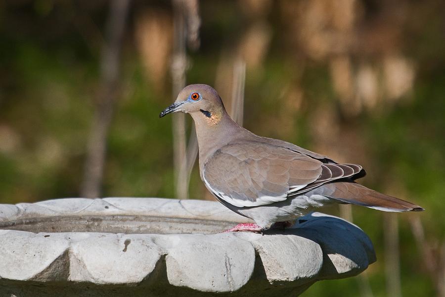 Just Like A White-Winged Dove Photograph by Ronnie Prcin