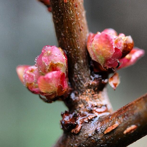 Just Love These Little Pink Buds! Photograph by Kim Gourlay