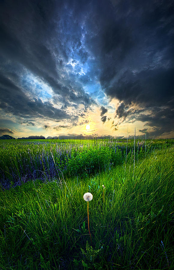 Nature Photograph - Just One by Phil Koch