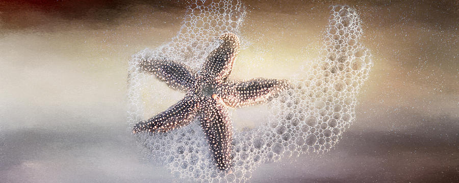 Just One Starfish Photograph by Evie Carrier