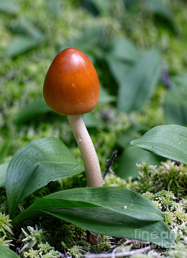 Just One Toadstool Photograph by Barbara McMahon