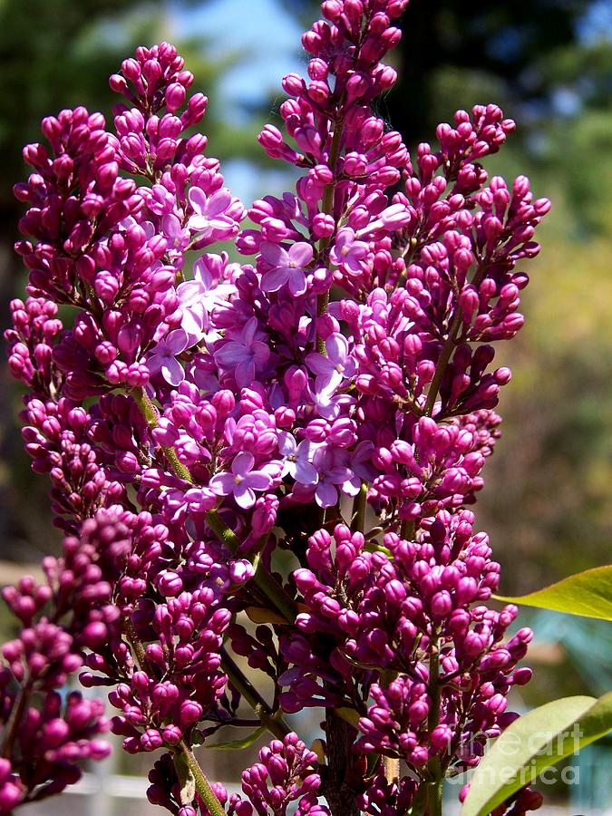 New Hampshire Lilac Just Opening Photograph by Eunice Miller