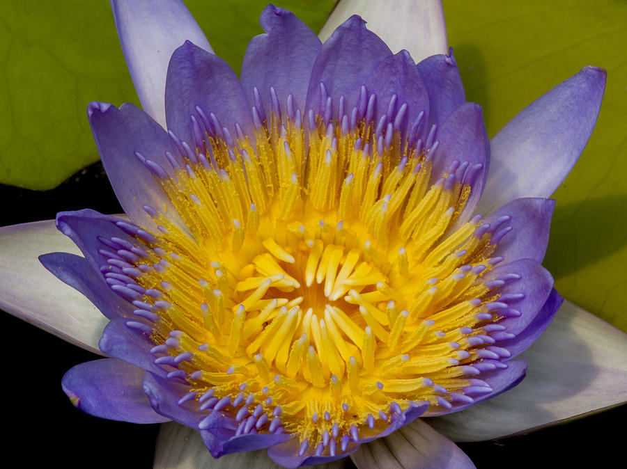 Just Opening Purple and Yellow Waterlily Photograph by Jean Noren
