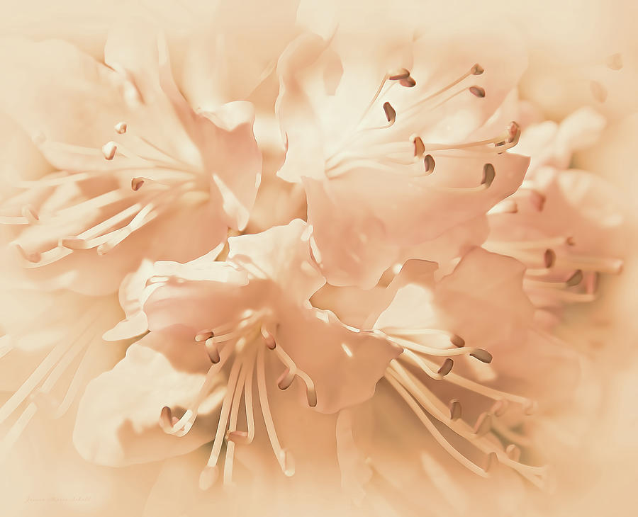 Just Peachy Azalea Flowers Photograph by Jennie Marie Schell