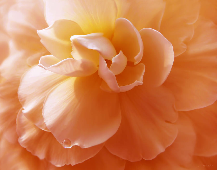 Just Peachy Begonia Flower Photograph by Jennie Marie Schell