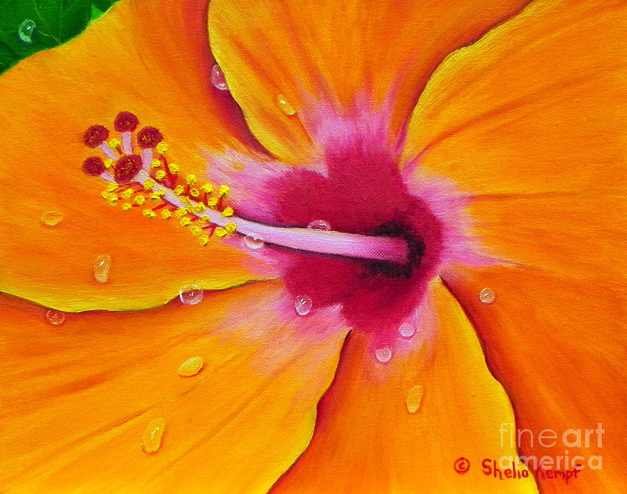 Just Peachy - Hibiscus Flower  Painting by Shelia Kempf