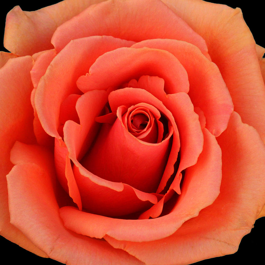 Rose Photograph - Just Peachy by Judy Vincent