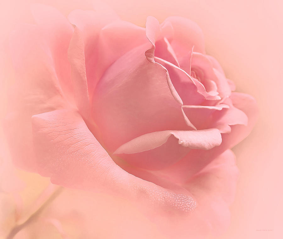 Rose Photograph - Blush Pink Rose Flower by Jennie Marie Schell