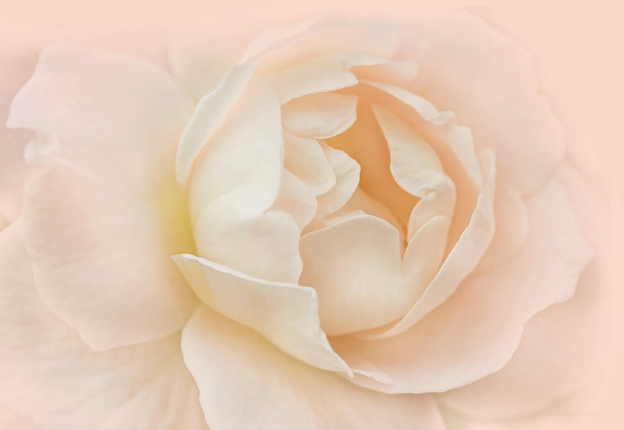 Summer Photograph - Just Peachy Rose Flower by Jennie Marie Schell
