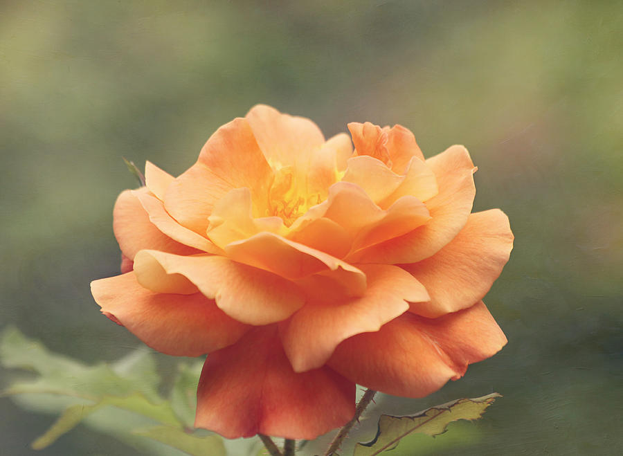 Just Peachy - Rose Photograph by Kim Hojnacki