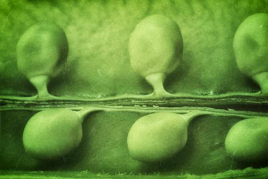 Vegetable Photograph - Just Peas in a Pod by Tom Mc Nemar