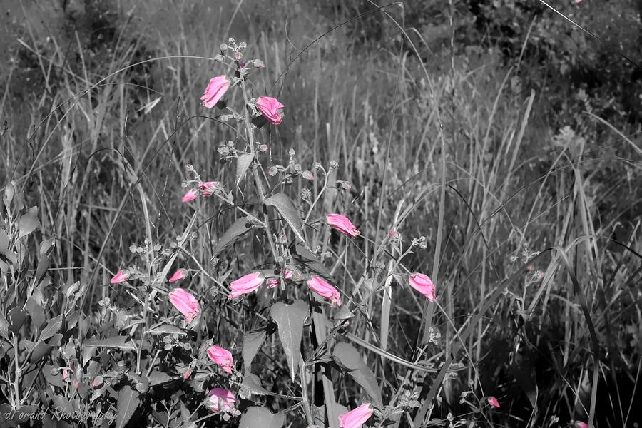 Just Pink Photograph by Debra Forand