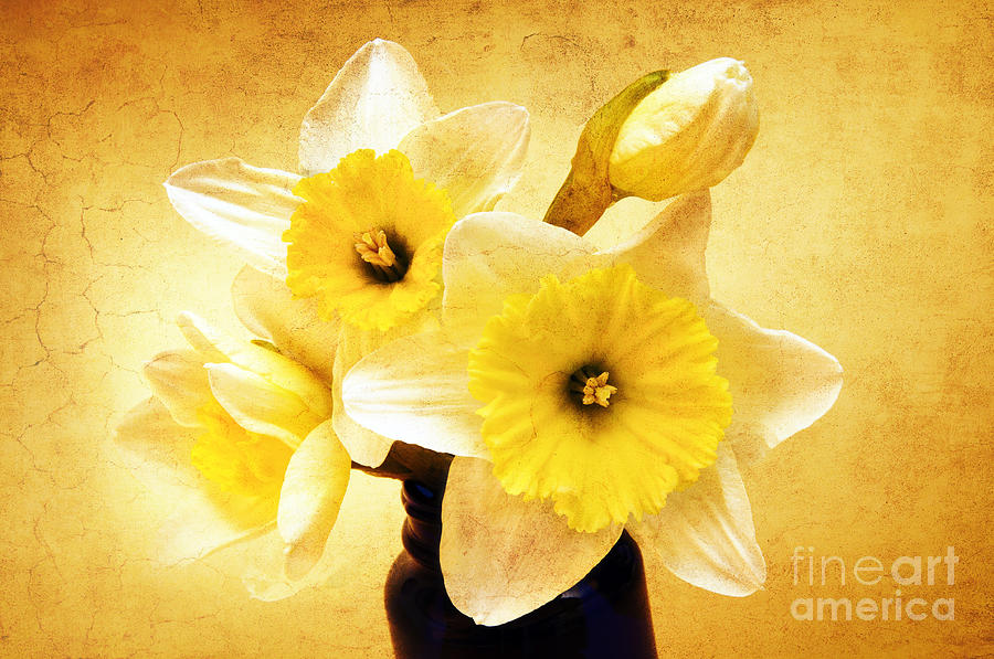 Just Plain Daffy 1 - Flora - Spring - Daffodil - Narcissus - Jonquil Photograph by Andee Design