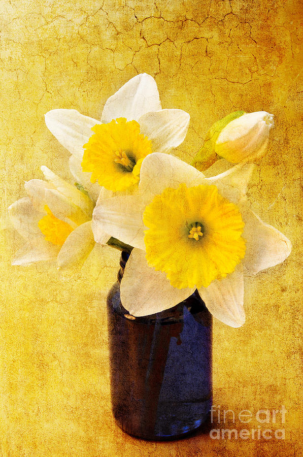 Just Plain Daffy 2 In - Flora - Spring - Daffodil - Narcissus - Jonquil  Digital Art by Andee Design