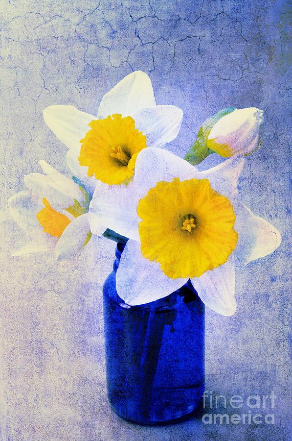 Just Plain Daffy 2 In Blue - Flora - Spring - Daffodil - Narcissus - Jonquil  Photograph by Andee Design
