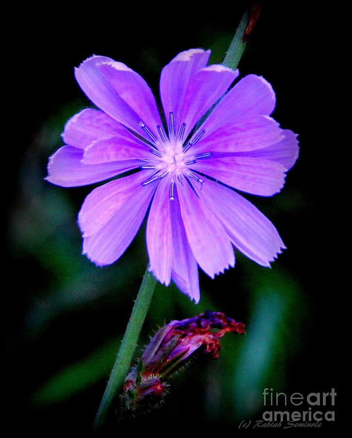 Nature Photograph - Just Pretty Purple by Rabiah Seminole