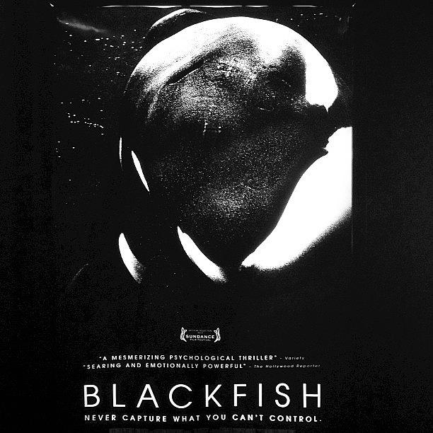 Blackfish Photograph - Just Saw The Documentary #blackfish, I by Bryan Vargas
