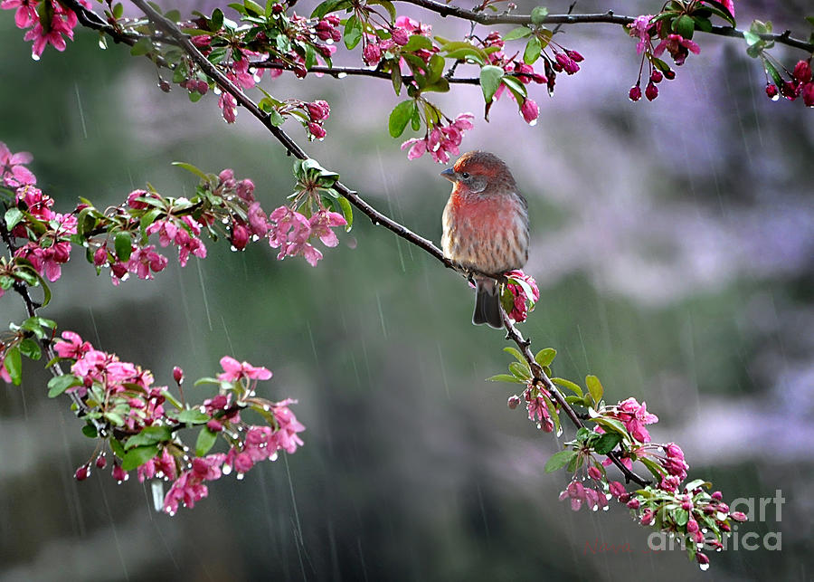 Just Singing in the Rain Photograph by Nava Thompson
