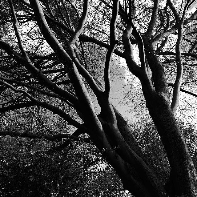 Just Some Funky Looking Branches! Photograph by Natty S