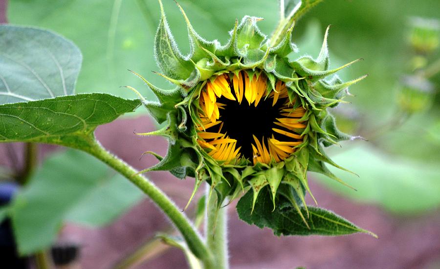 Sunflower Photograph - Intricacies of a Sunflower by Karen Majkrzak