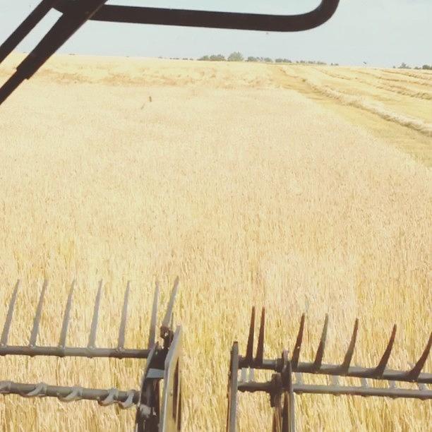Just Swathing Some Wheat Today! 😊 Photograph by Carter W