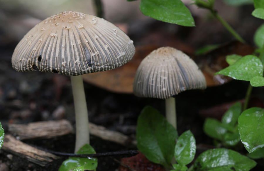 Mushroom Photograph - Just The 2 Of Us by Debbie Howden