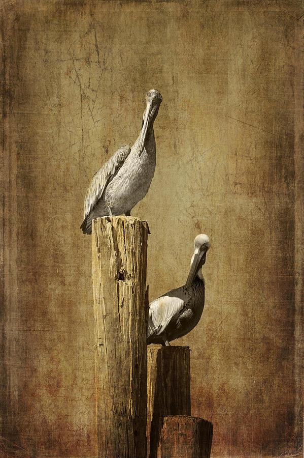 Pelican Photograph - Just the Two of Us by Kim Hojnacki