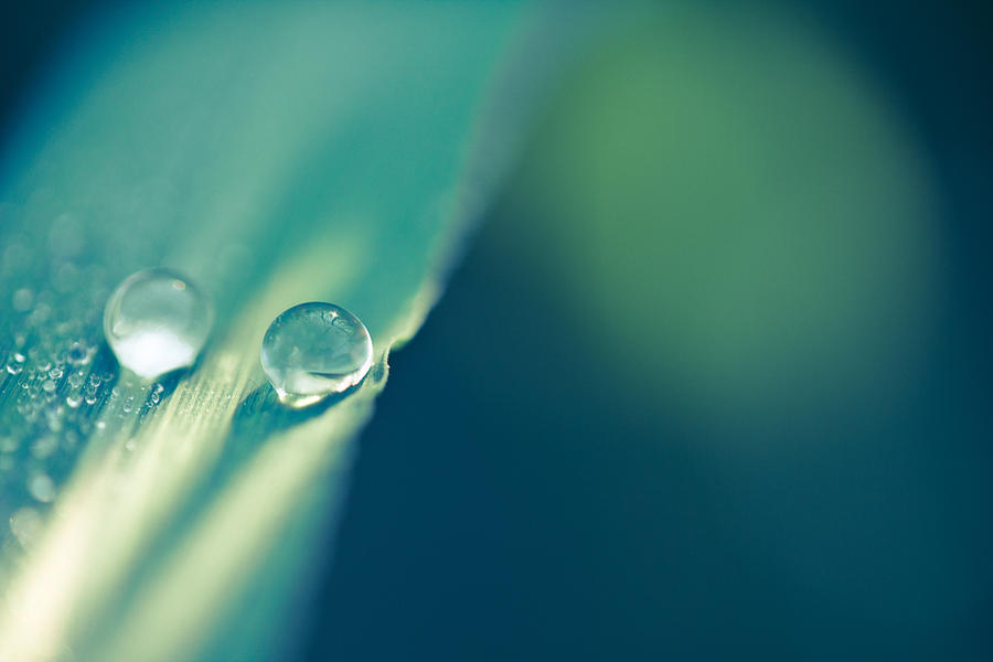 Droplets Photograph - Just The Two Of Us by Shane Holsclaw