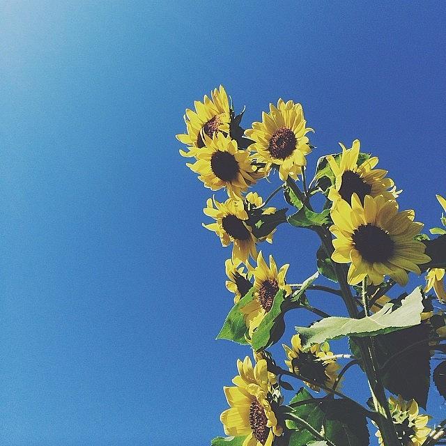 Flower Photograph - Sunflower Sky by Allie Wisniewski