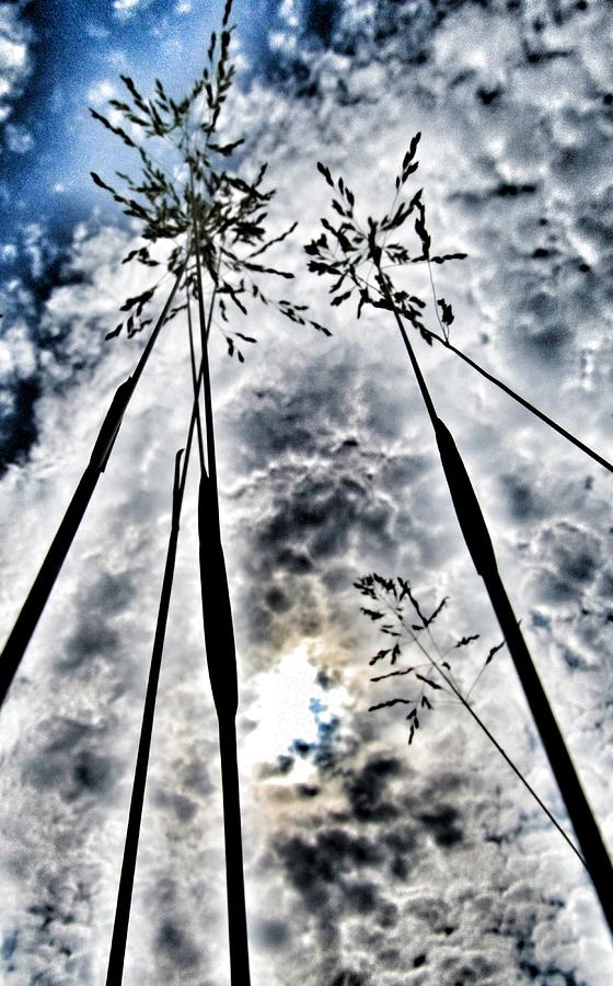 Nature Photograph - Just Too High... by Marianna Mills