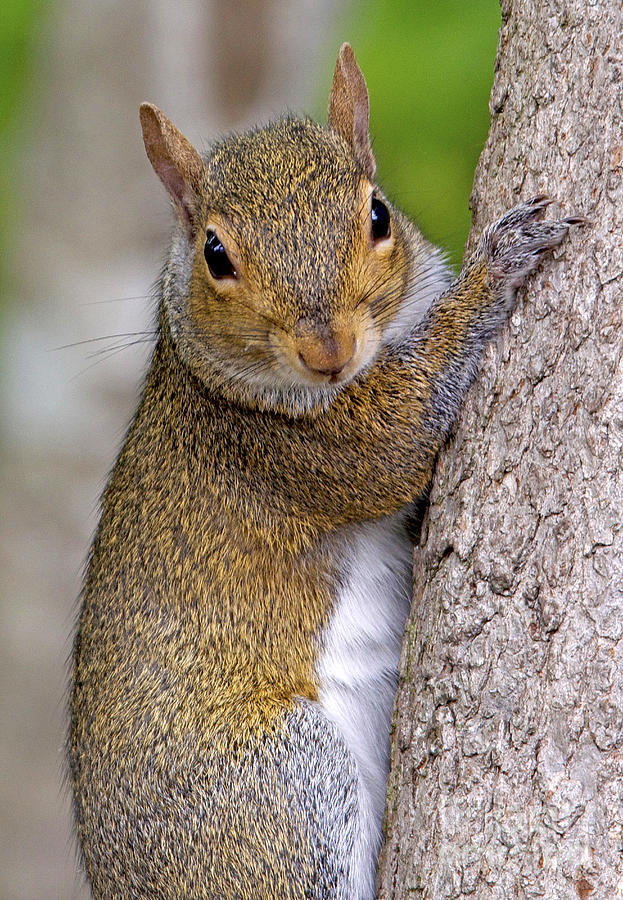 Squirrel Photograph - Just Trying to Climb This Tree by TJ Baccari